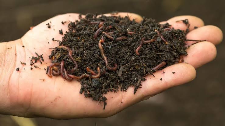 Premium Organic Compost